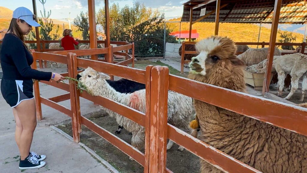 Julia feeding some alpacas